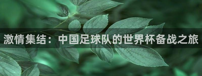 2026世界杯官网：激情集结：中国足球队的世界杯备战之旅