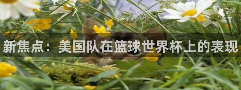 2026世界杯32强对阵图表：新焦点：美国队在篮球世界杯上的表现